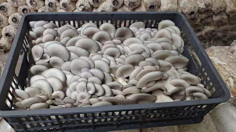大中精品，二茬，低温菇。8129。德丰五号…以品质求存…