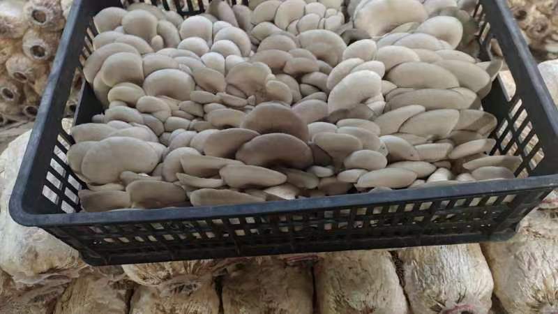 大中精品，二茬，低温菇。8129。德丰五号…以品质求存…