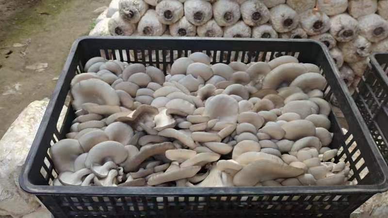 大中精品，二茬，低温菇。8129。德丰五号…以品质求存…