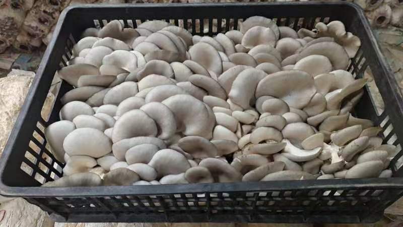 大中精品，二茬，低温菇。8129。德丰五号…以品质求存…