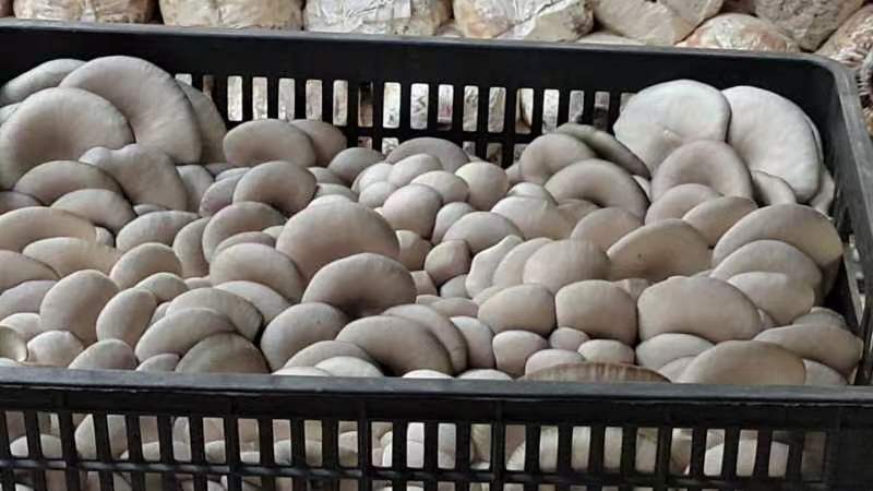 大中精品，二茬，低温菇。8129。德丰五号…以品质求存…