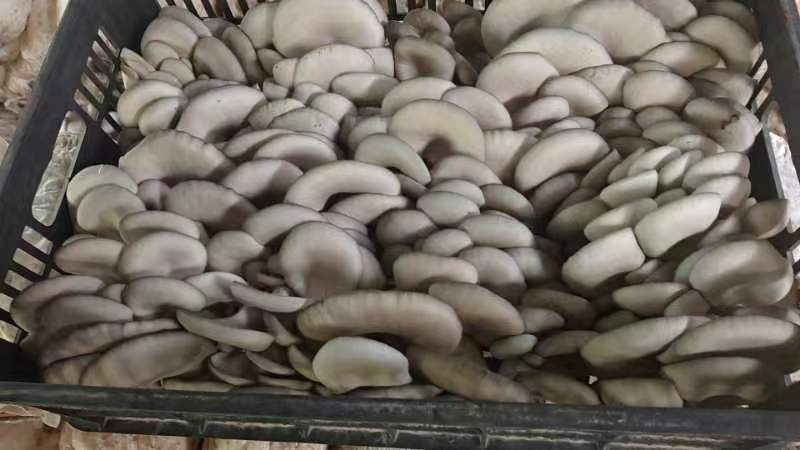 大中精品，二茬，低温菇。8129。德丰五号…以品质求存…