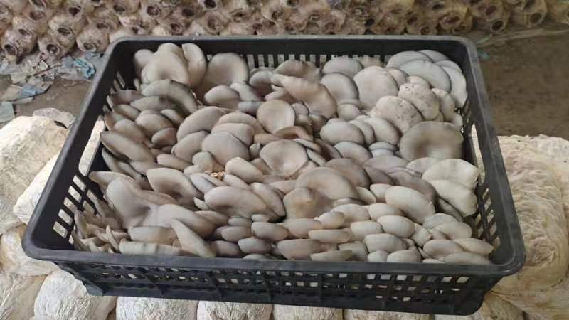 大中精品，二茬，低温菇。8129。德丰五号…以品质求存…
