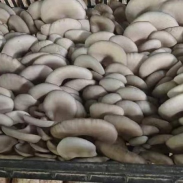 大中精品，二茬，低温菇。8129。德丰五号…以品质求存…