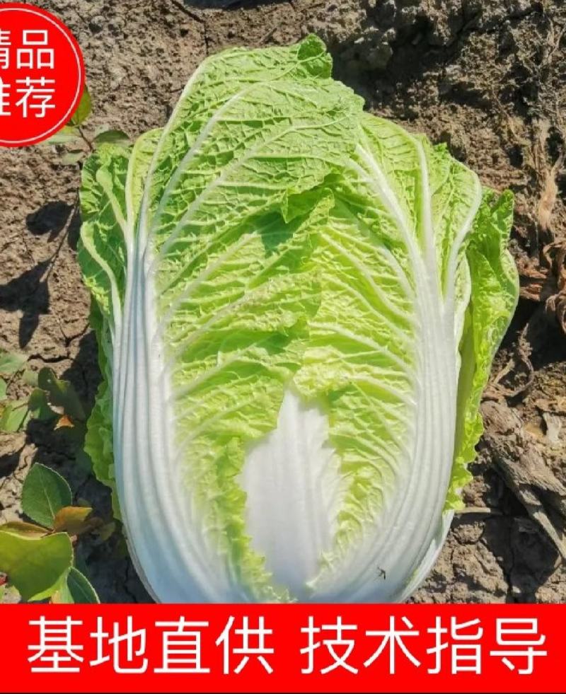 黄心白菜白菜大白菜货源充足支持视频看货保质保