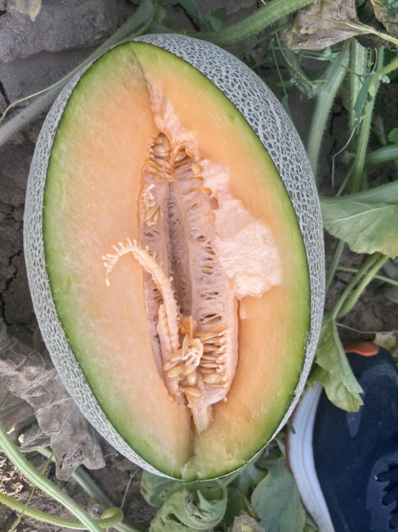 甘肃民勤沙漠蜜瓜，西州蜜17大量供应，货源充足。