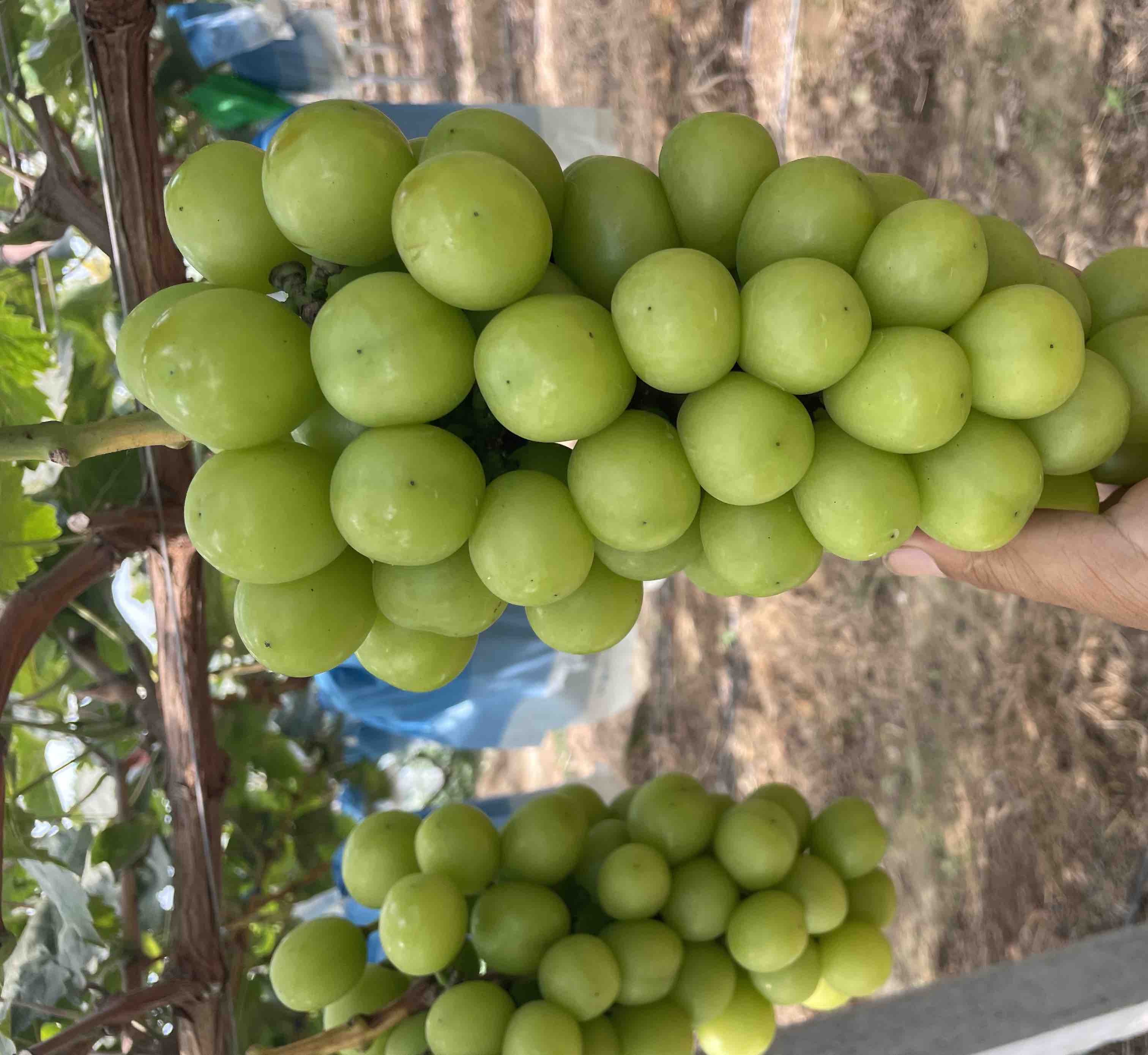 一张对比展示图,左侧为阳光玫瑰葡萄,果粒呈亮黄绿色,晶莹剔透;右侧为普通巨峰葡萄,颜色深紫,果粒较大但外观普通;中间标注‘阳光玫瑰 vs 普通葡萄’,突出前者在色泽、香气和口感上的优势 阳光玫瑰与其他葡萄对比图