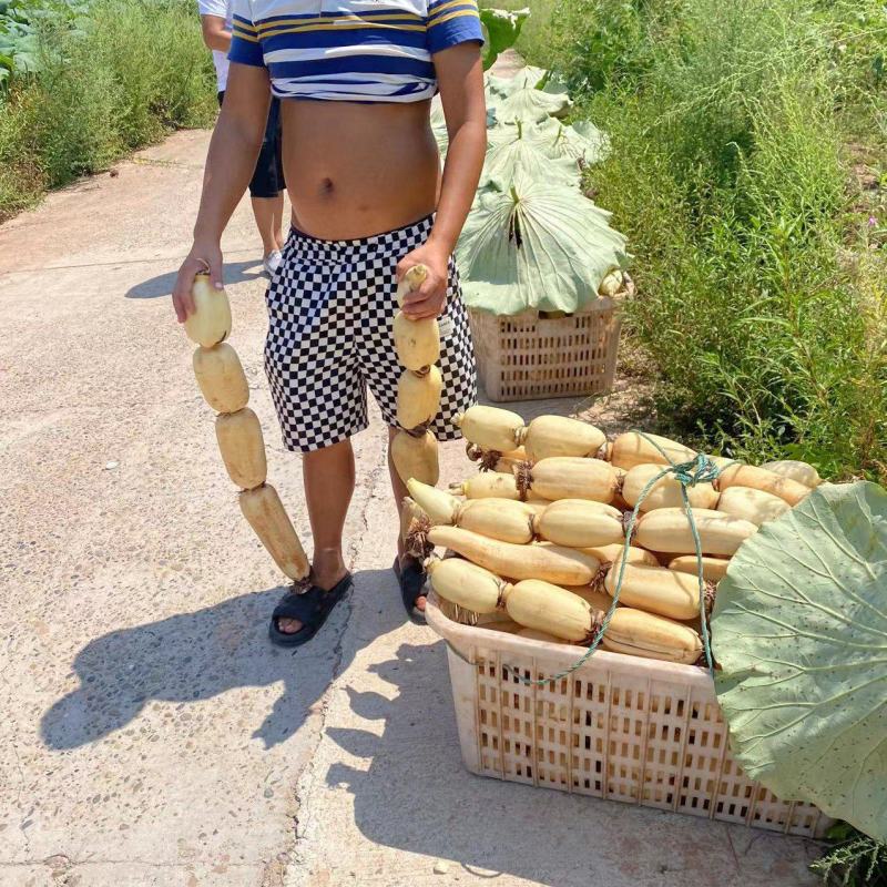 精品莲藕