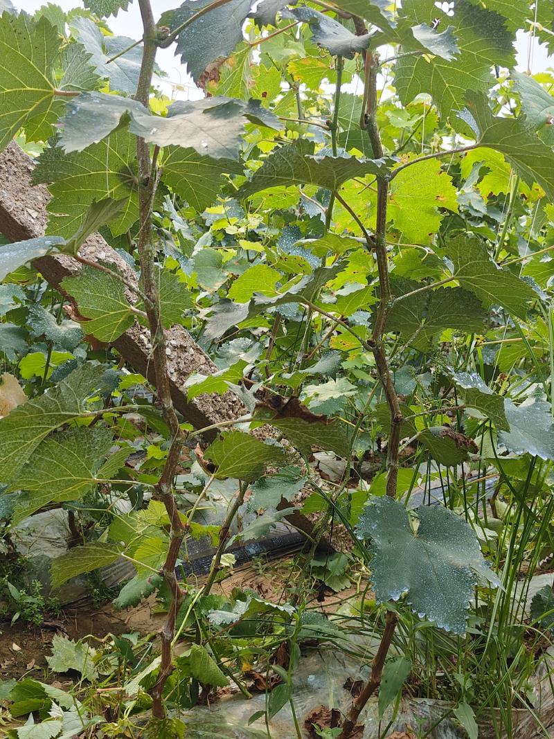 当年挂果巨峰葡萄苗0.8以上粗高一米以上可视频看货