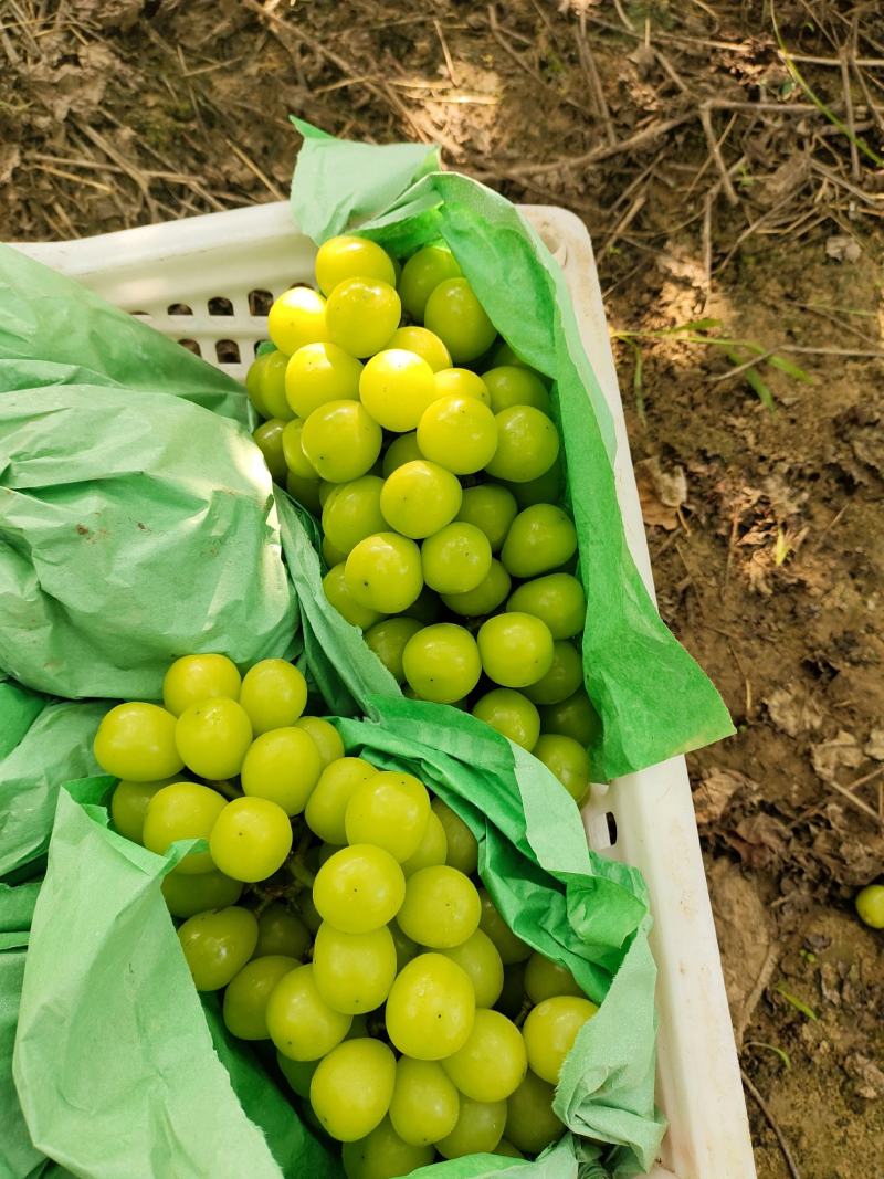 阳光玫瑰大量上市价格不贵