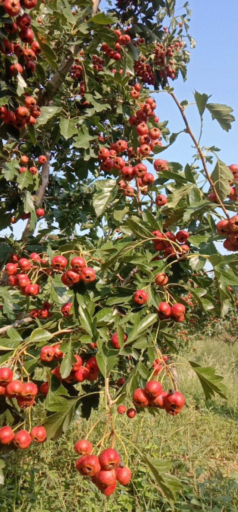 甜红子山楂，自家种植大量，欢迎优质批发商