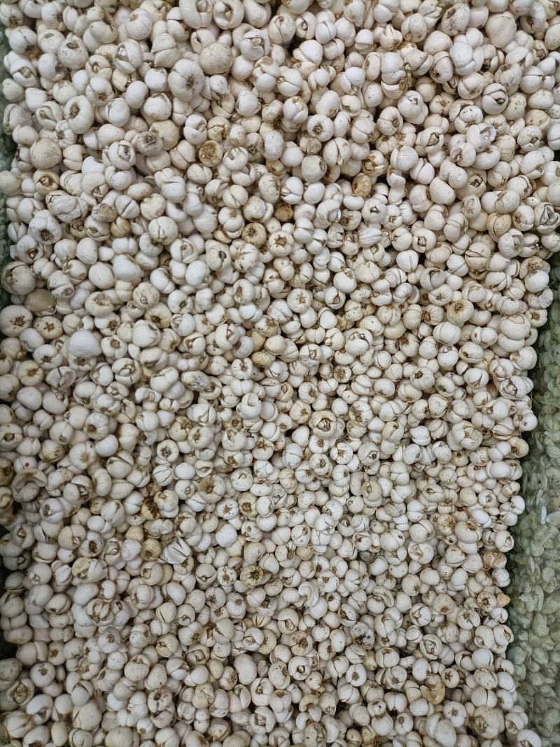 精品川贝母，货源充足，三十几年老店，品质保证，稳定供货