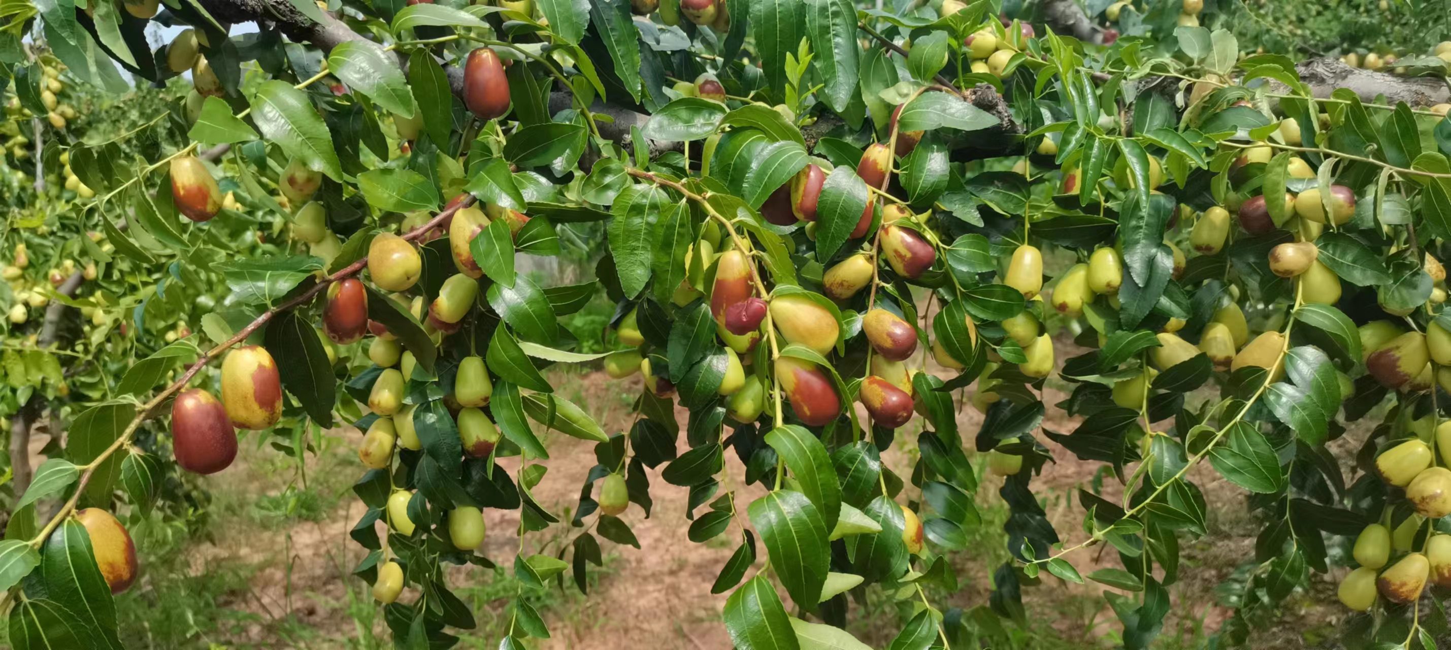 贵妃枣果园种植场景