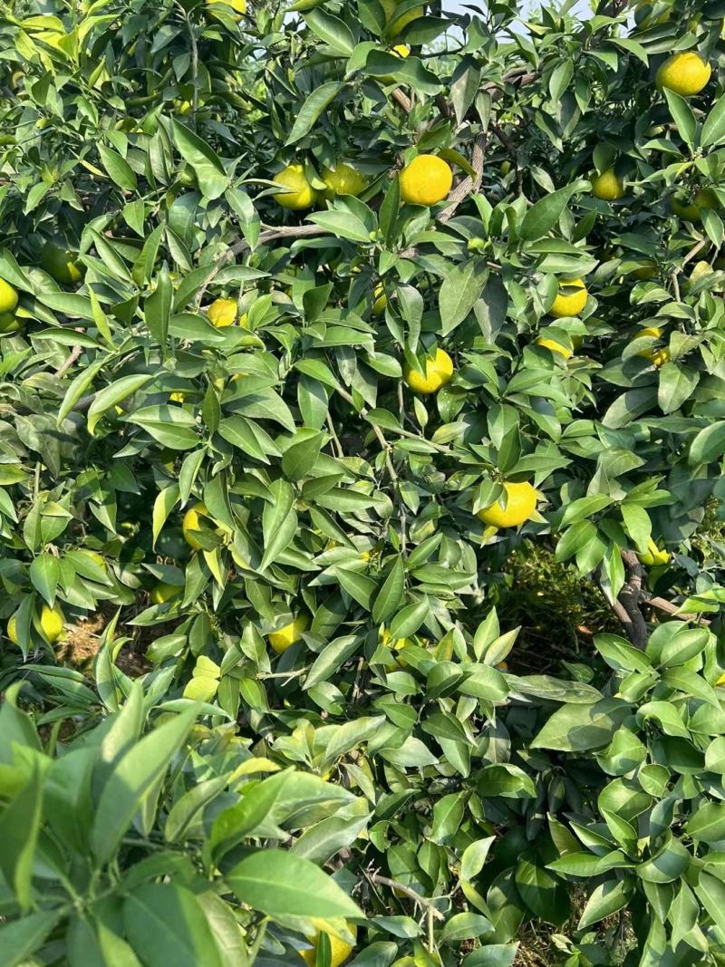 爱媛果冻橙38号目前正式开始上市，欢迎各位老板来发财