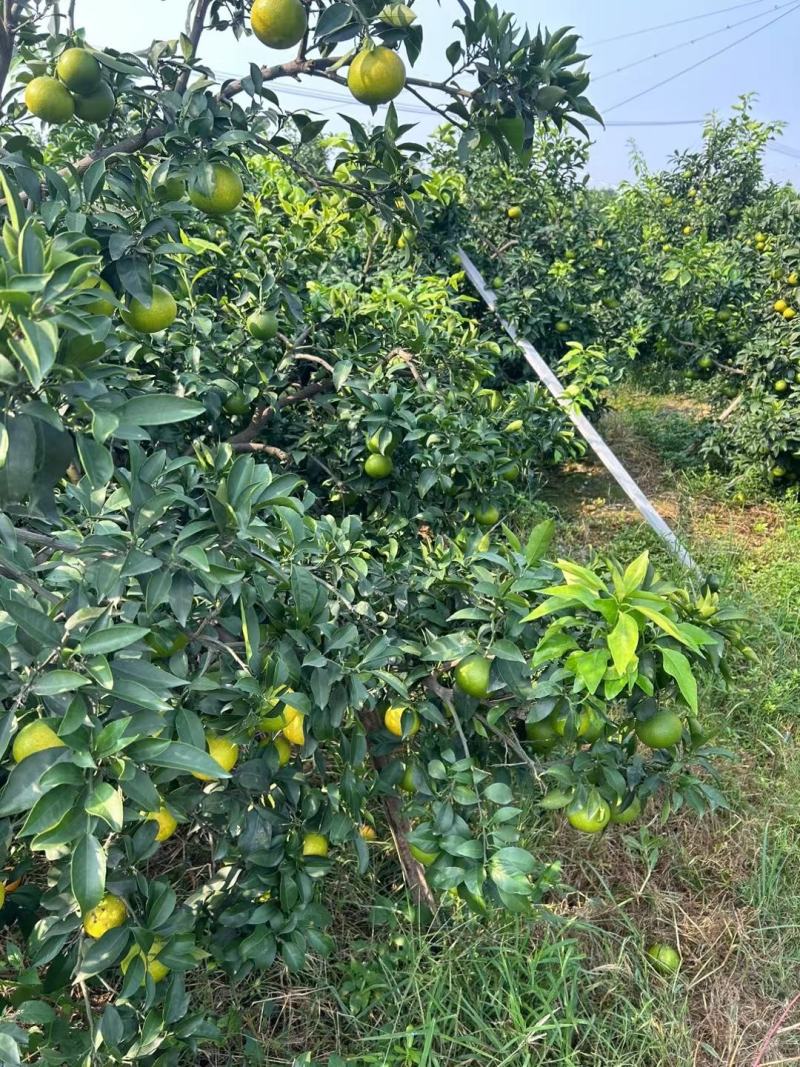 爱媛果冻橙38号目前正式开始上市，欢迎各位老板来发财