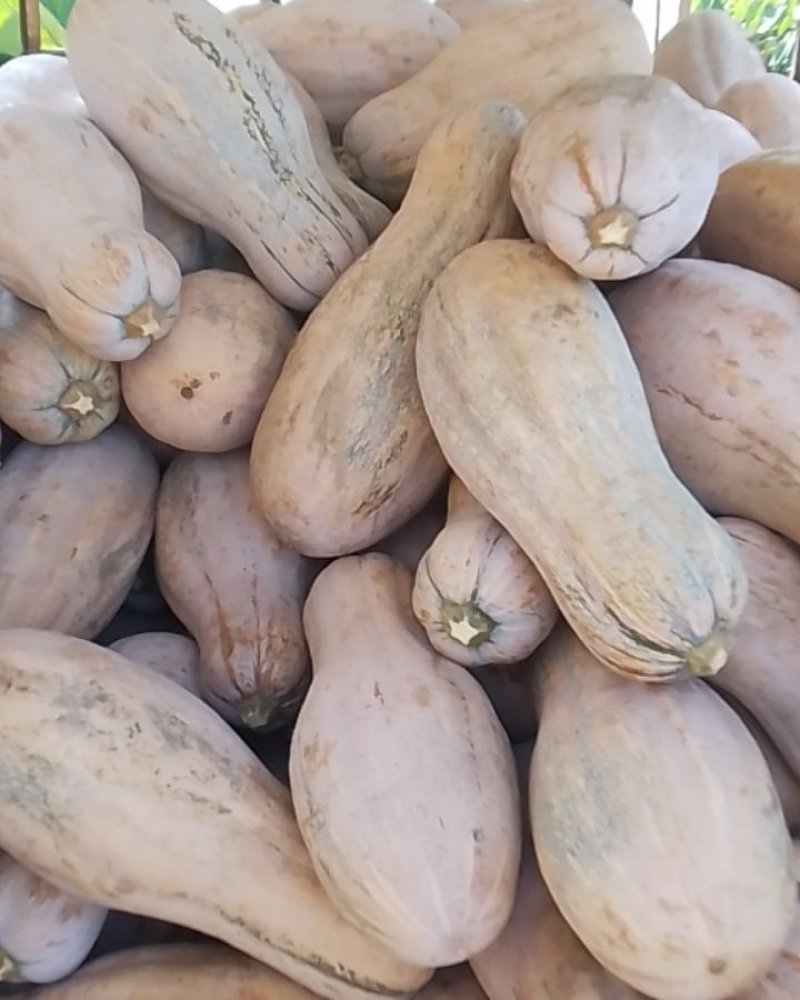 香粉小南瓜