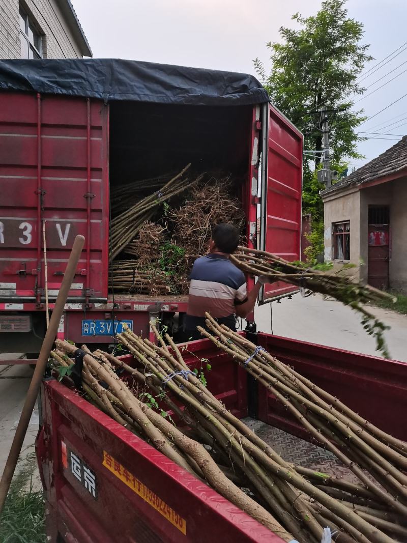 刺槐3公分刺槐树刺槐