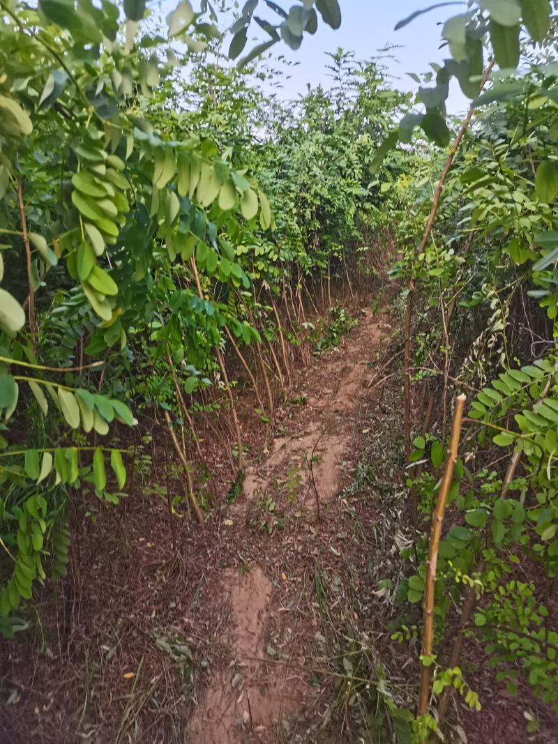 刺槐3公分刺槐树刺槐