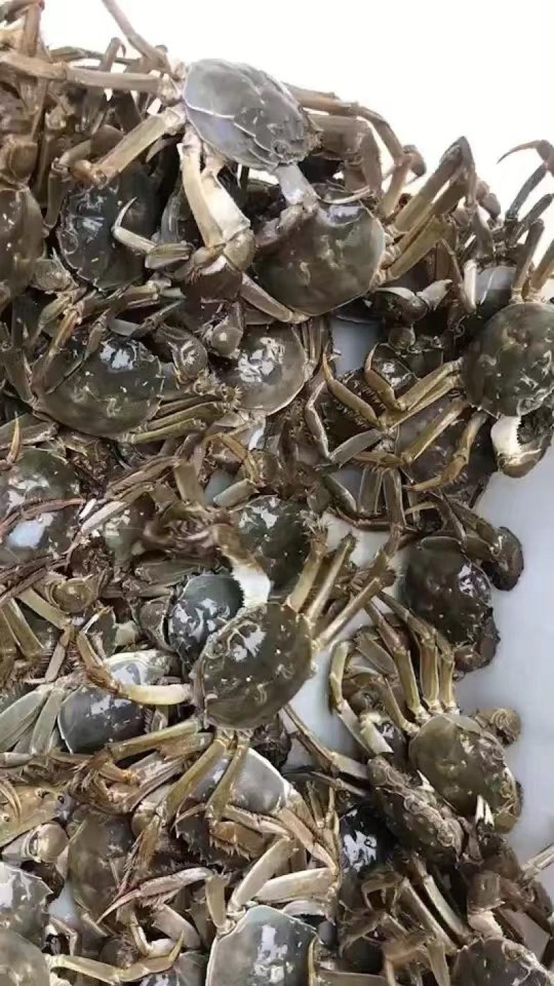 辽宁稻田盘锦河蟹自家养殖精品公蟹只只肥美可视频看货