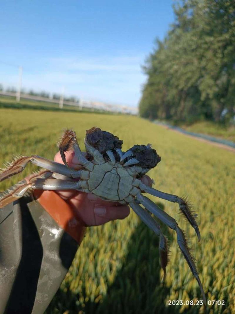 【母蟹】辽宁盘锦河蟹大量供应自家稻田养殖个个新鲜肥美
