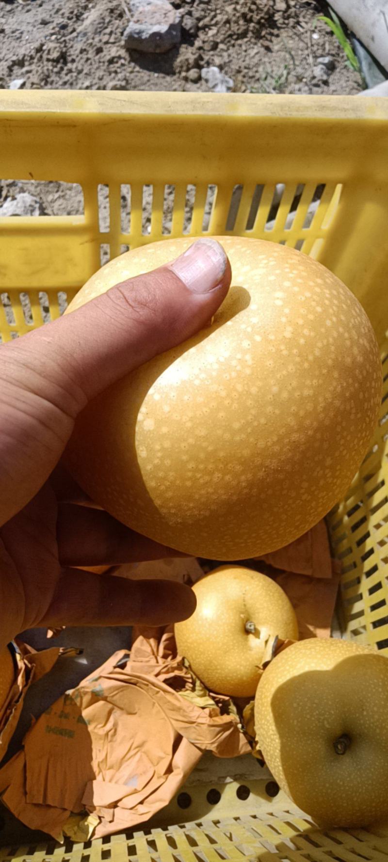 秋月梨上市中，二次