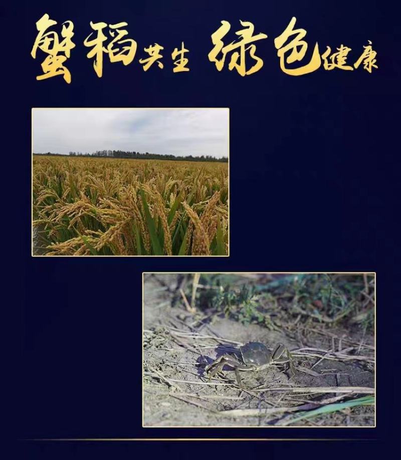 【一件代发】辽宁公盘锦河蟹新鲜肥美自家养殖五斤装各种规格