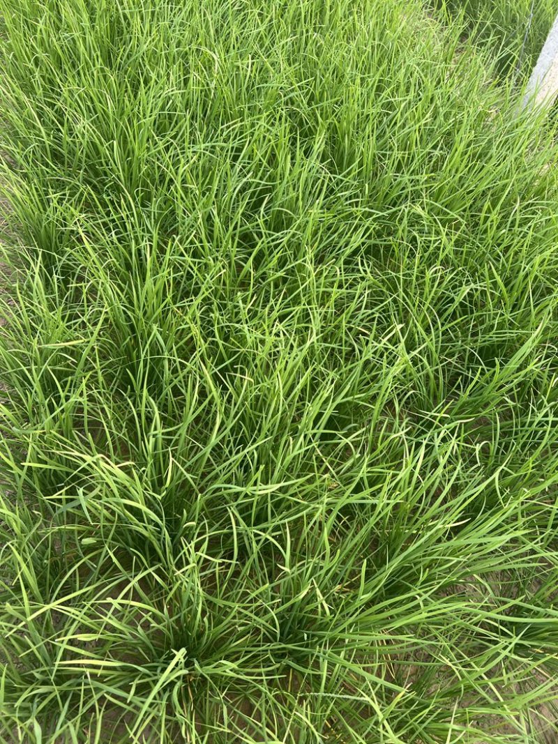 河南产地直发质量上乘货源充足对接商超市场