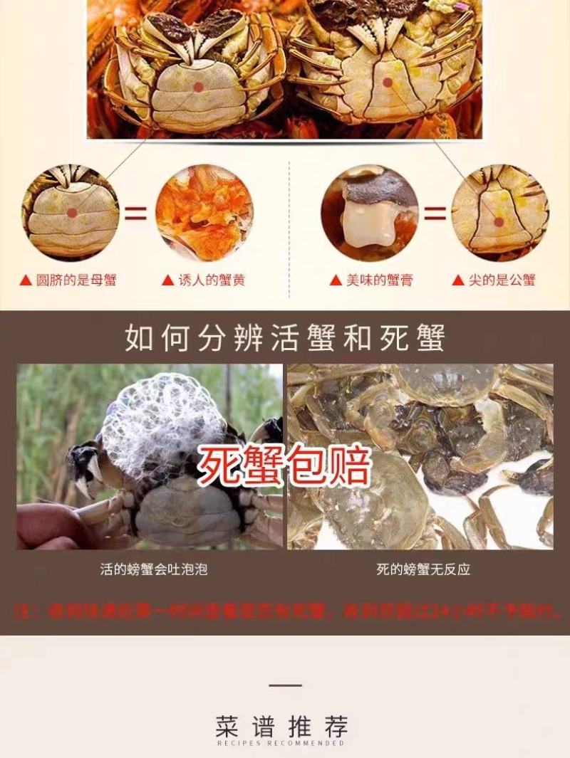 【5斤装】母蟹盘锦河蟹对接全国客商支持一件代发自家养殖
