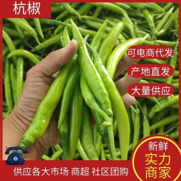 （推荐）杭椒大量上市，山东杭椒物美价廉。量大从优货源充足