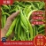 （推荐）杭椒大量上市，山东杭椒物美价廉。量大从优货源充足