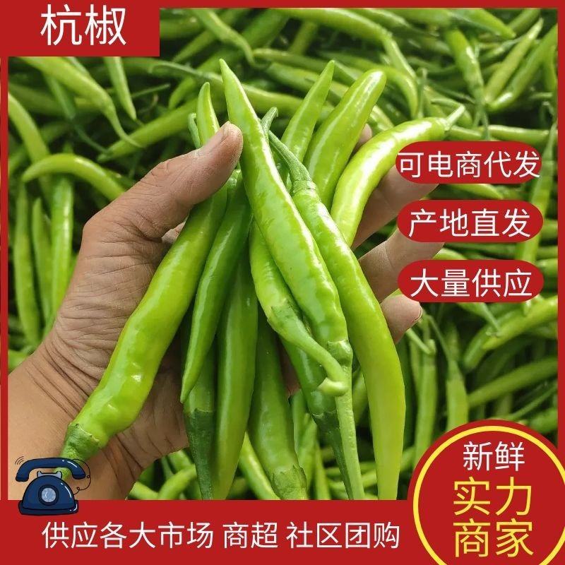 （推荐）杭椒大量上市，山东杭椒物美价廉。量大从优货源充足