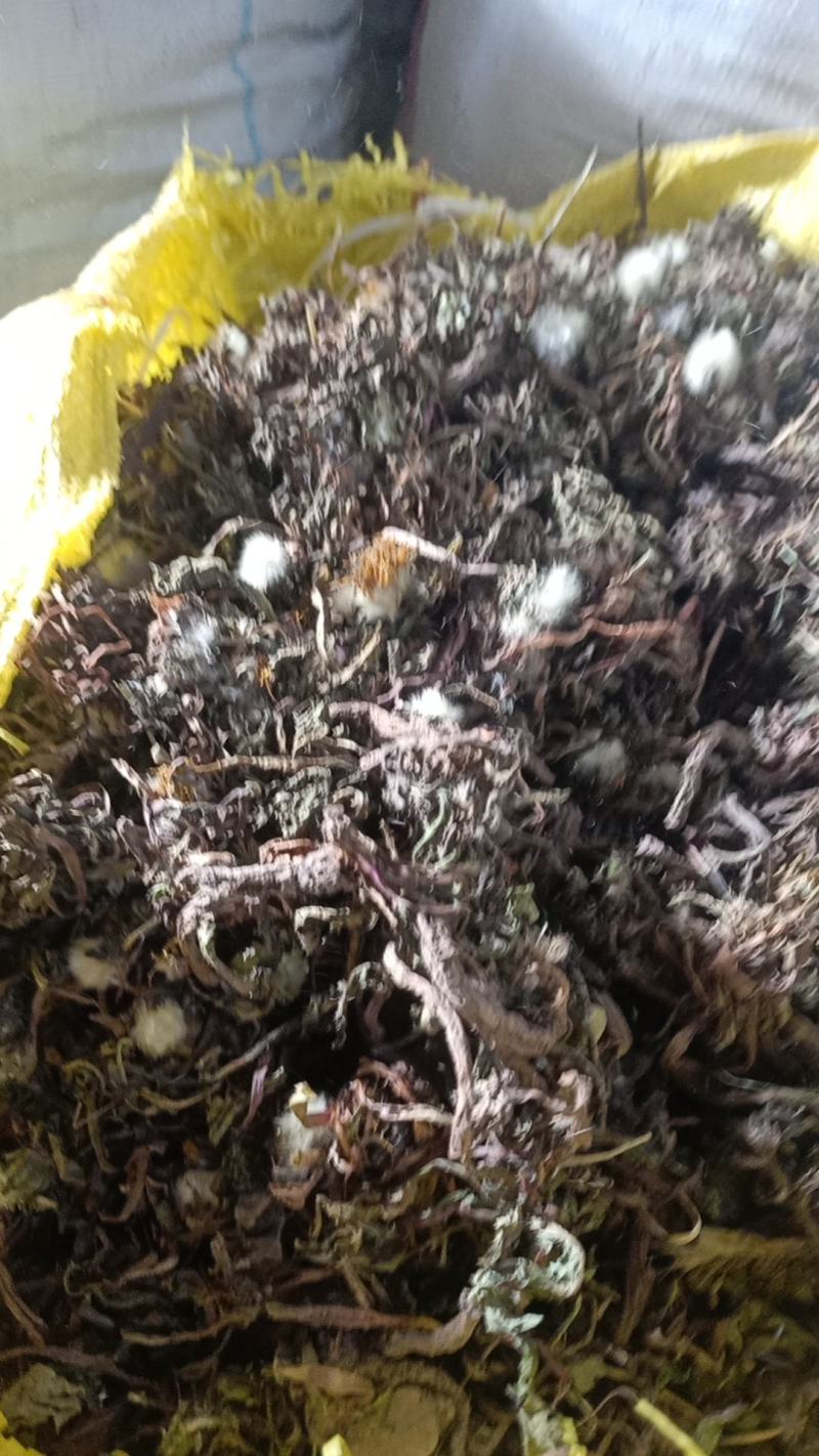 野生蒲公英，茵陈千货