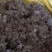 野生蒲公英，茵陈千货