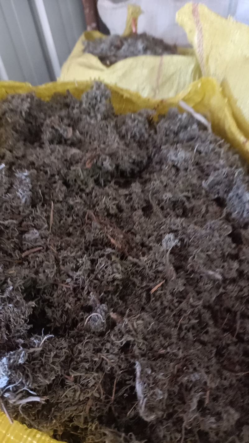 野生蒲公英，茵陈千货