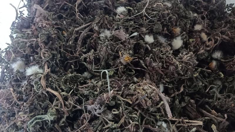 野生蒲公英，茵陈千货