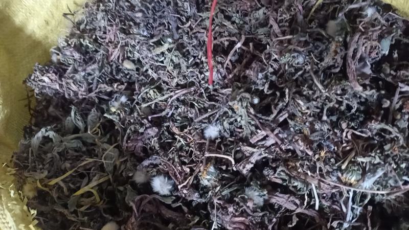 野生蒲公英，茵陈千货
