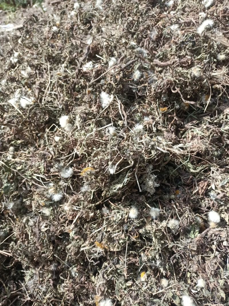 野生蒲公英，茵陈千货