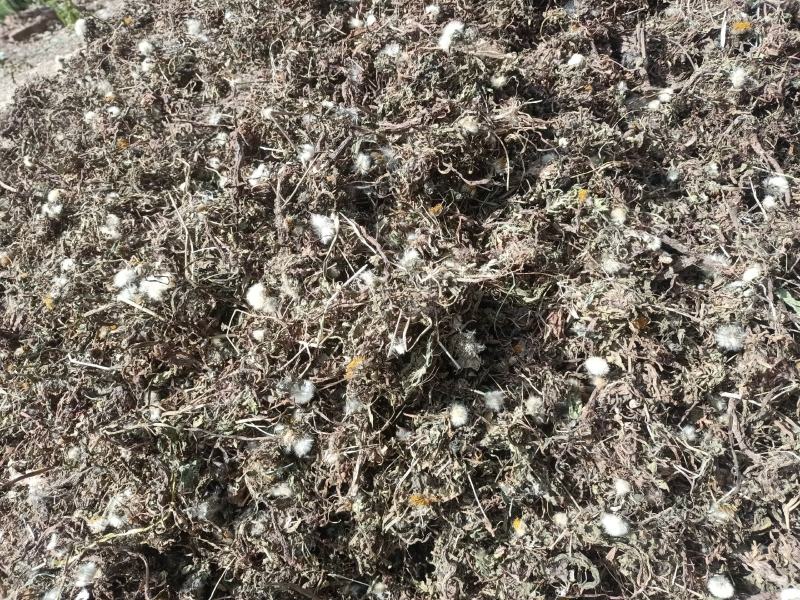 野生蒲公英，茵陈千货