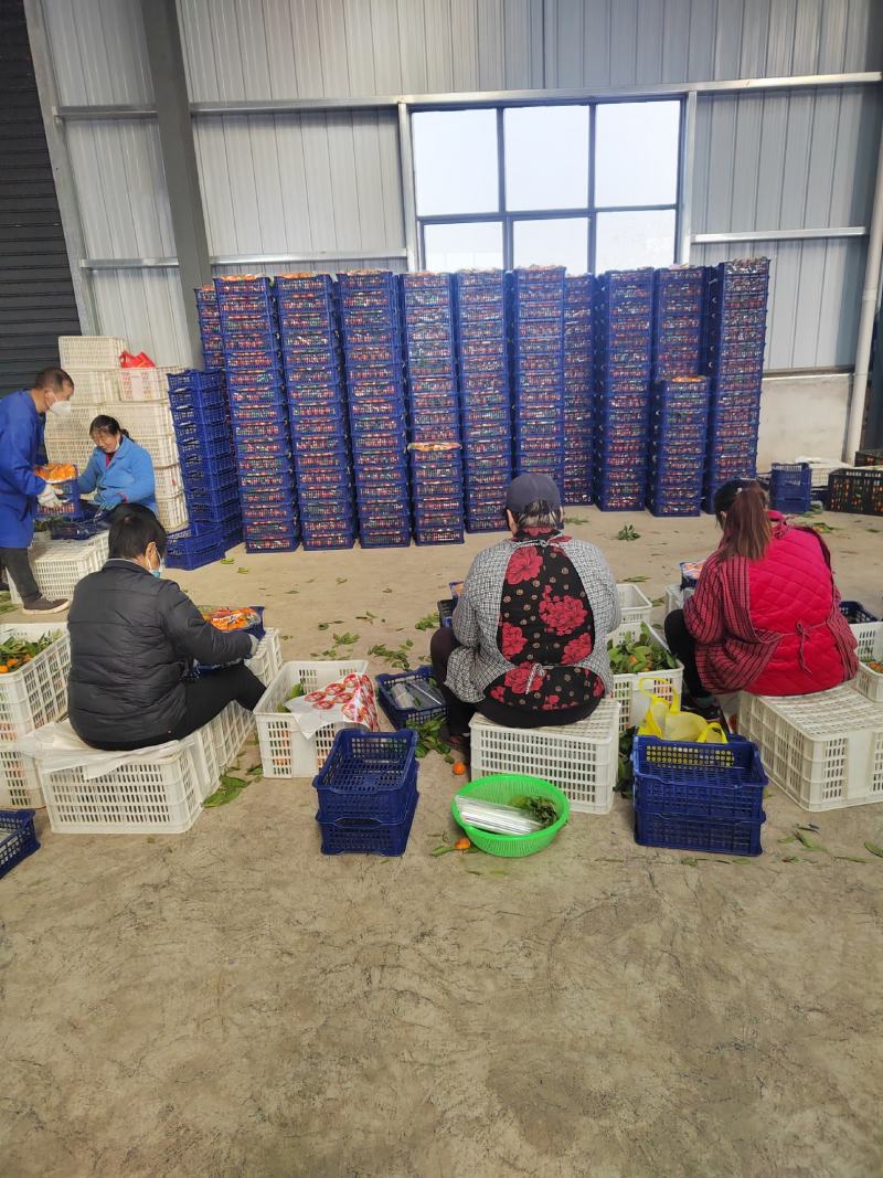 【丹江口蜜橘】叶橘果实丰满，汁水丰盈，量大从优，进店详谈