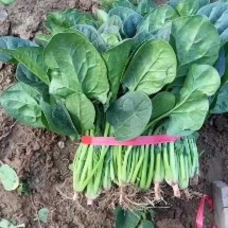 山东精品菠菜大量上市热卖中对接电商农贸商超支持物流发货