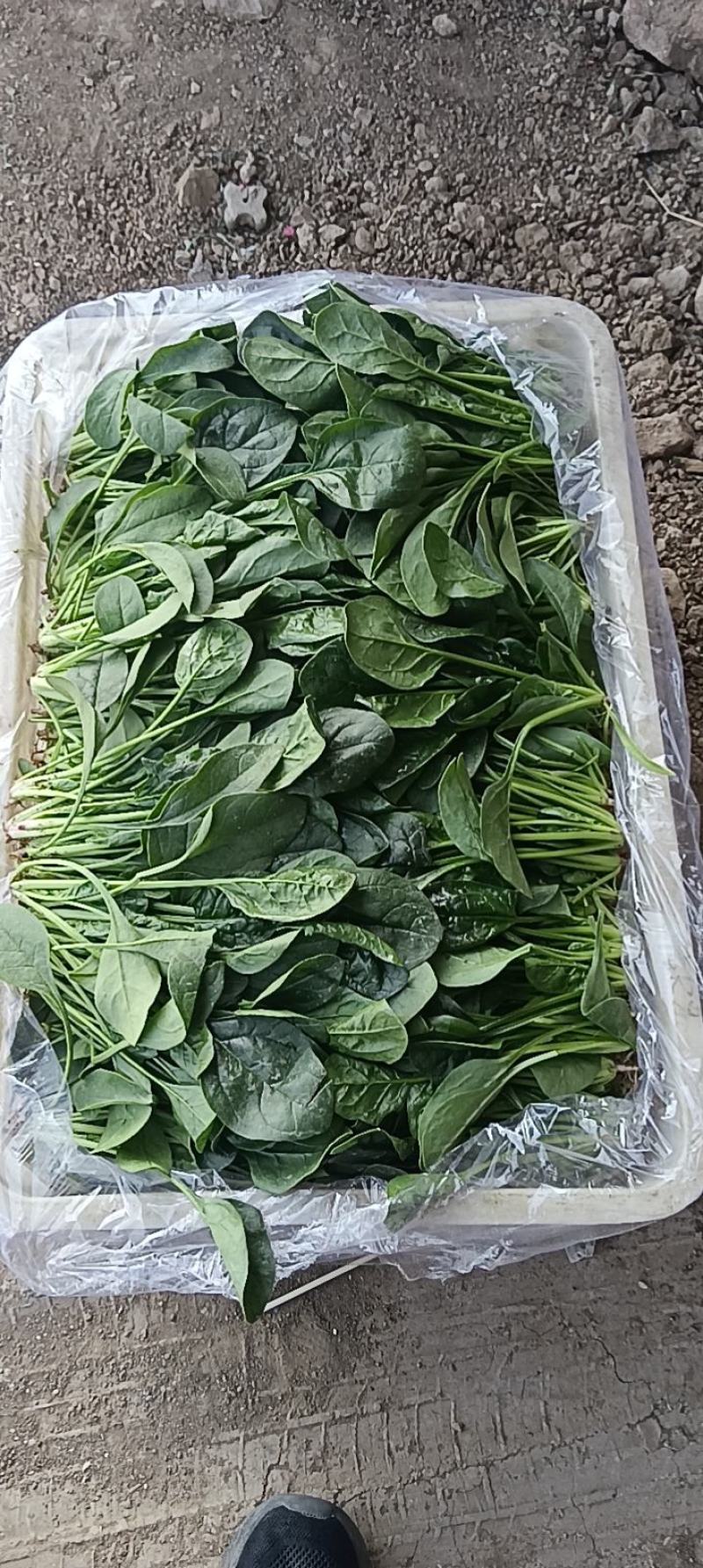 山东精品菠菜大量上市热卖中对接电商农贸商超支持物流发货