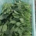 山东精品菠菜大量上市热卖中对接电商农贸商超支持物流发货
