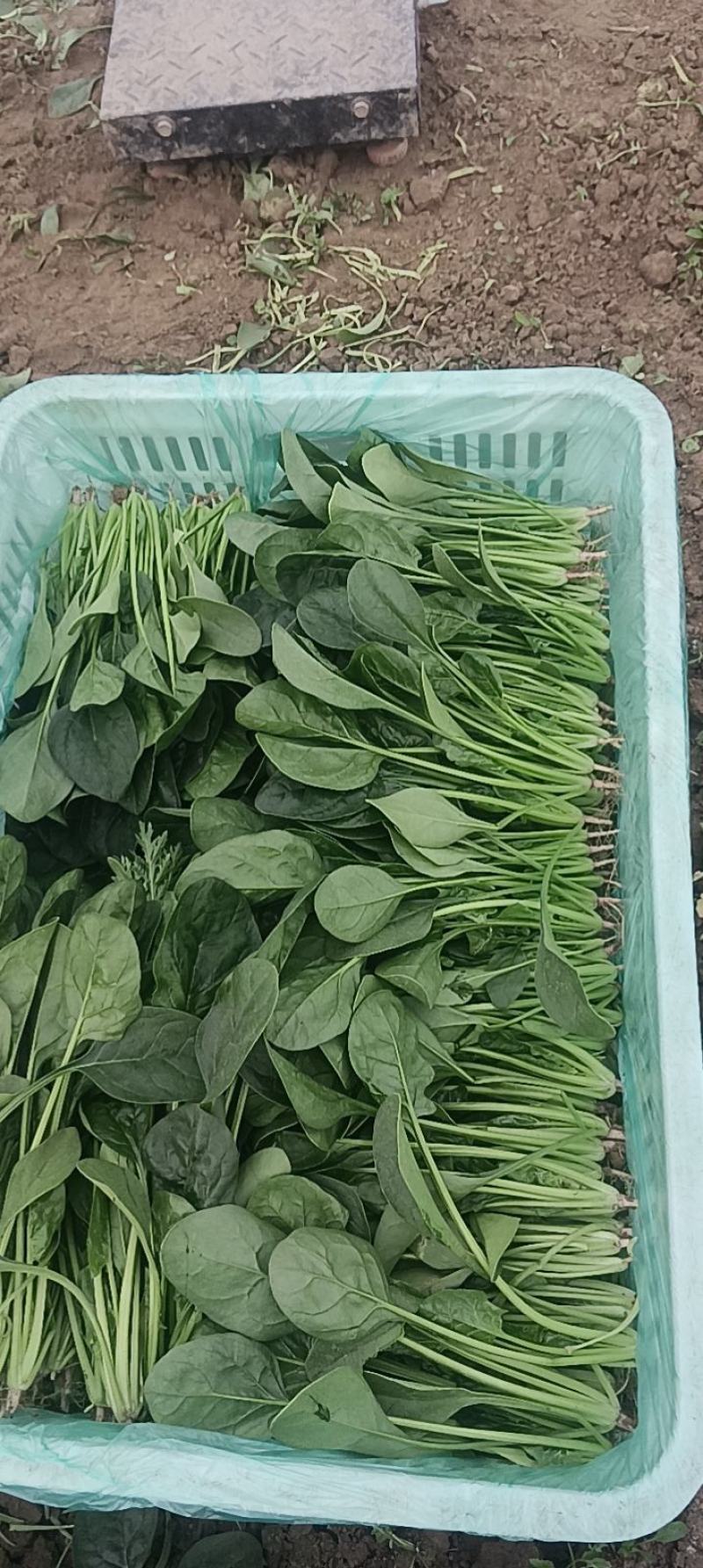 山东精品菠菜大量上市热卖中对接电商农贸商超支持物流发货