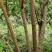【优质】药用连翘训化连翘高品质高产量有需致电可视频看货