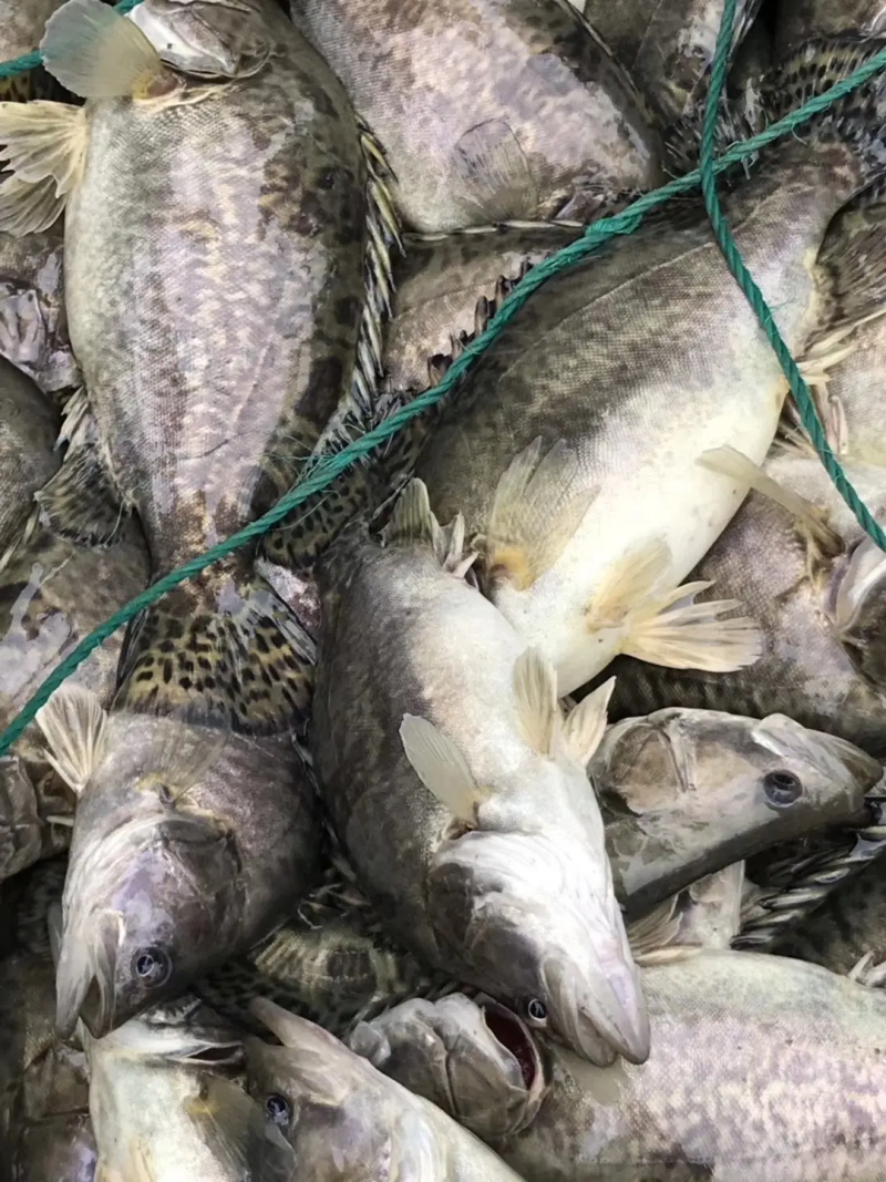 鳜鱼基地养殖规格齐全品质保证可长期供货