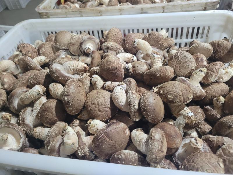 七河香菇品种，产地直发，价格优惠，大菇/中菇有货