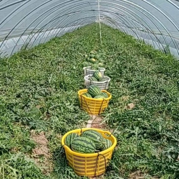安徽砀山甜王大量供应保质保量可视频看货欢迎来电咨询订购