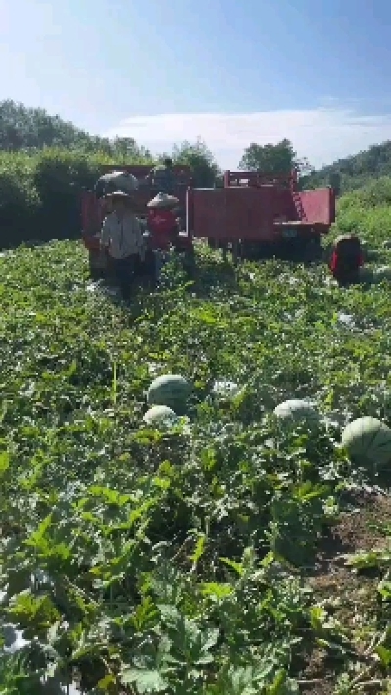安徽砀山甜王大量供应保质保量可视频看货欢迎来电咨询订购