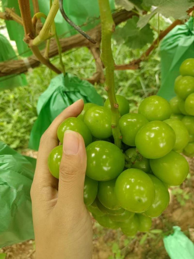 阳光玫瑰葡萄纸袋阳光玫瑰