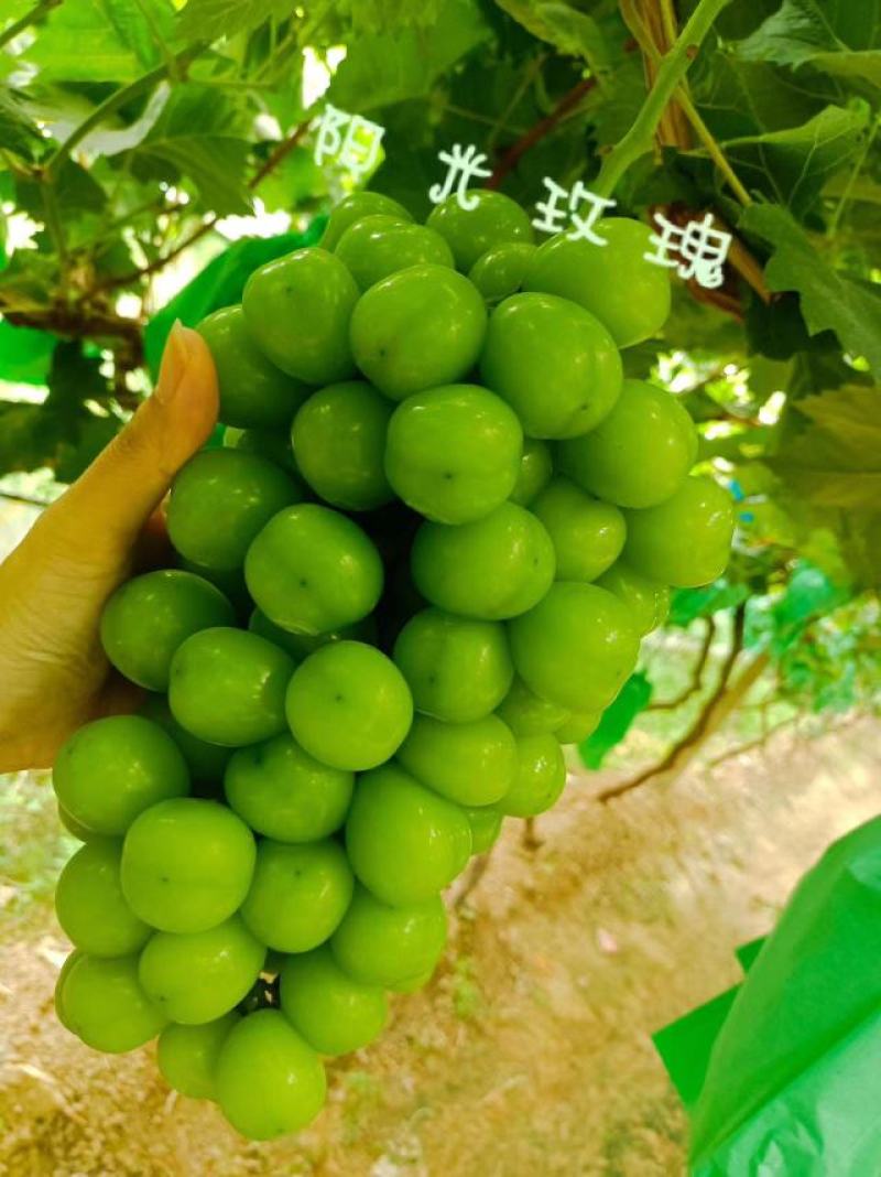 阳光玫瑰葡萄纸袋阳光玫瑰